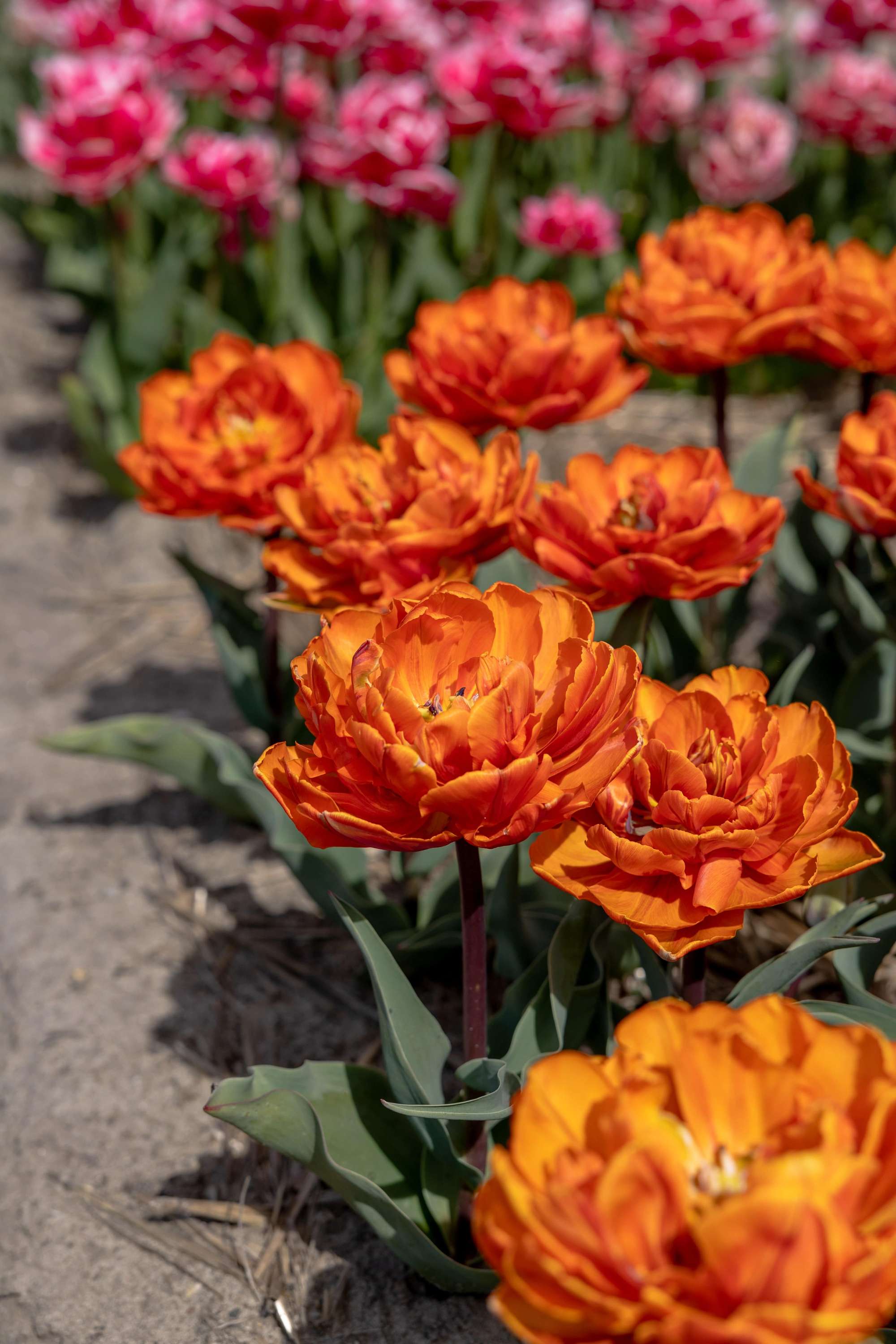 Tulpe 'Orange Princess'